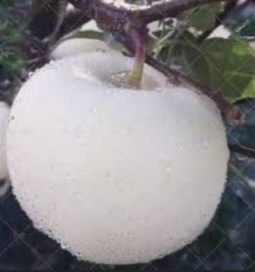 نزق
