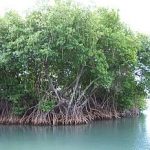 حلوٌ تجلى سُكّرا