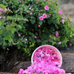 الطائف المأنوس