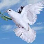 آمنتُ بِإنسانك