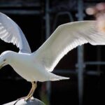 وشوشات رضاب