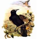 الرجل الذي يكره الحيوانات