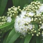 سِحْرُ هَارُوتَ