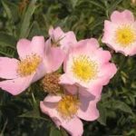 طابت لك الدنيا