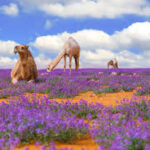 شوقية الجهني