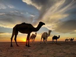 ظِلالٌ في مَبَارِكِ الإبل